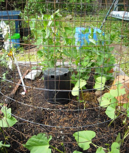 06-14 beans and peas