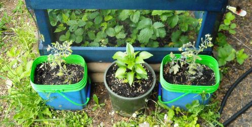 06-14 tumblers and red pepper