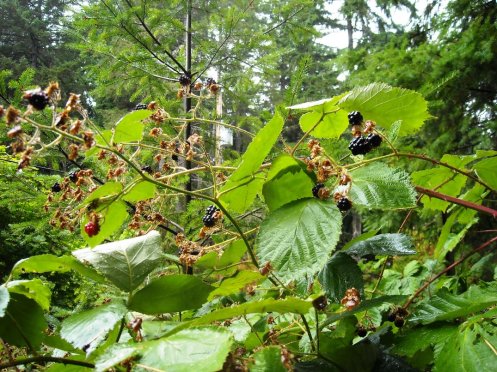 09-09 blackberries