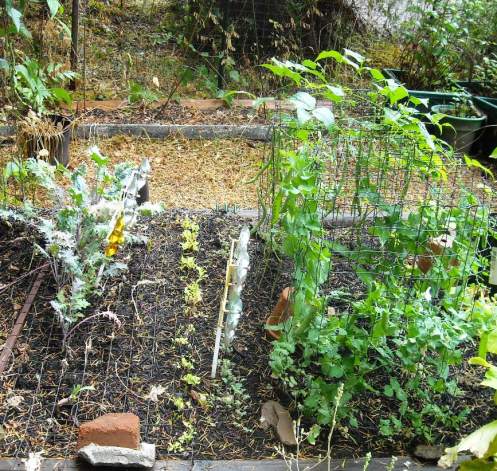 09-09 peas and beans