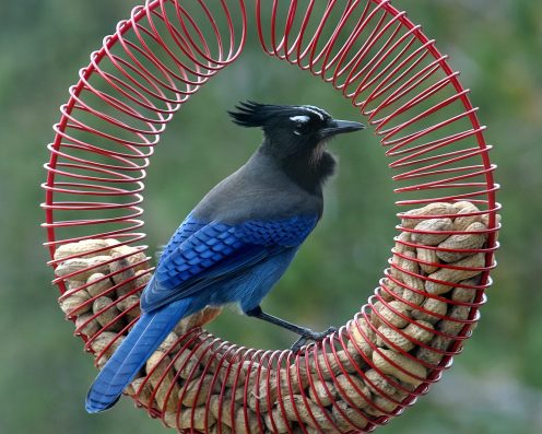 jay feeder
