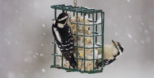 Suet-Feeder