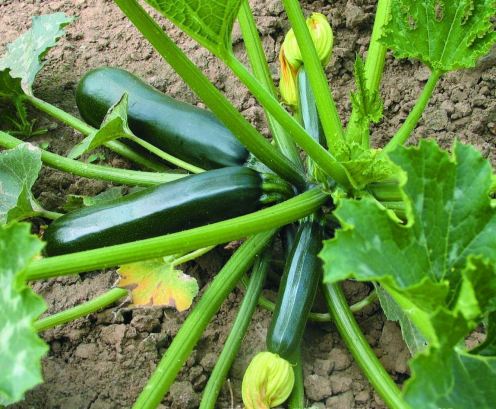 courgettes