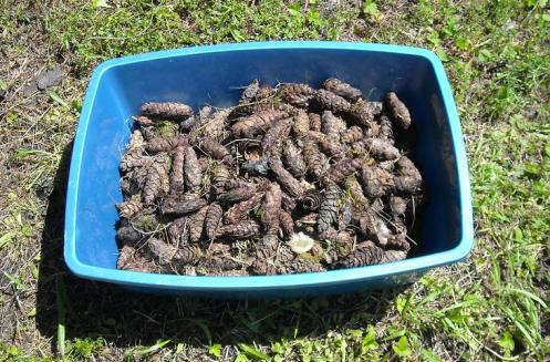 lotsa pine cones