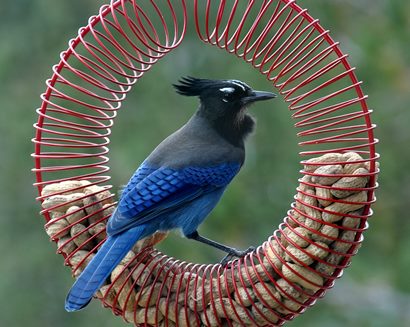 jay feeder