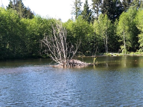 beaver dam