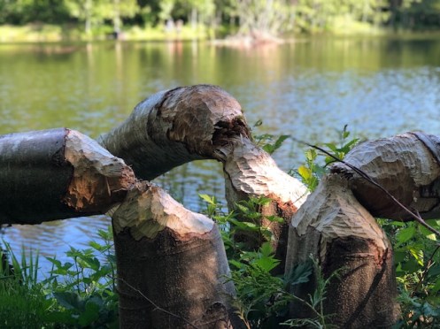 beaver trees