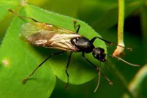 WingedCarpenterAnts-300x216