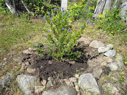 ceanothus 2010