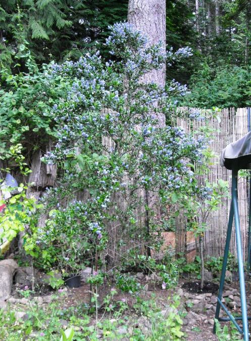 ceanothus 2019